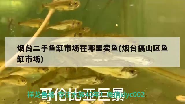 煙臺(tái)二手魚缸市場在哪里賣魚(煙臺(tái)福山區(qū)魚缸市場)