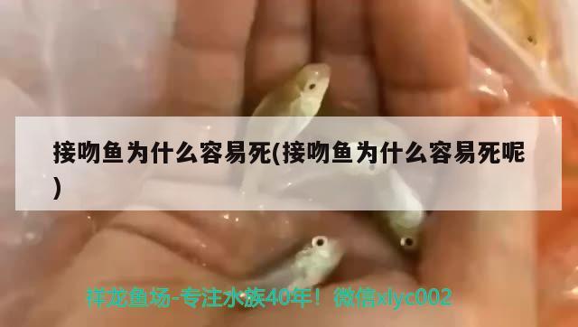 接吻魚(yú)為什么容易死(接吻魚(yú)為什么容易死呢) 觀賞魚(yú)