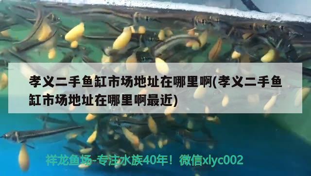 孝義二手魚缸市場地址在哪里啊(孝義二手魚缸市場地址在哪里啊最近) 金頭過背金龍魚