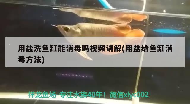 用鹽洗魚缸能消毒嗎視頻講解(用鹽給魚缸消毒方法)