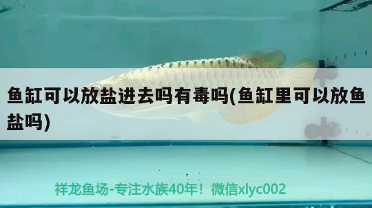 魚缸可以放鹽進去嗎有毒嗎(魚缸里可以放魚鹽嗎)