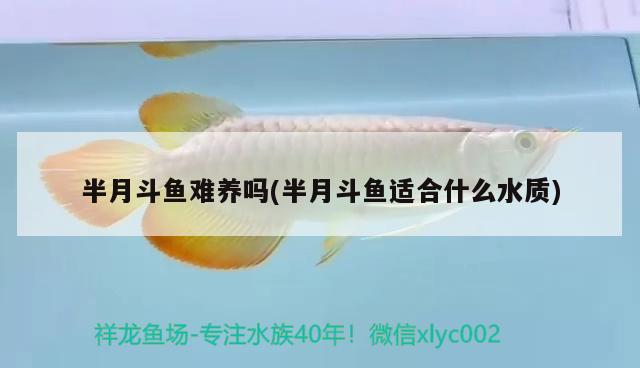 半月斗魚難養(yǎng)嗎(半月斗魚適合什么水質(zhì))