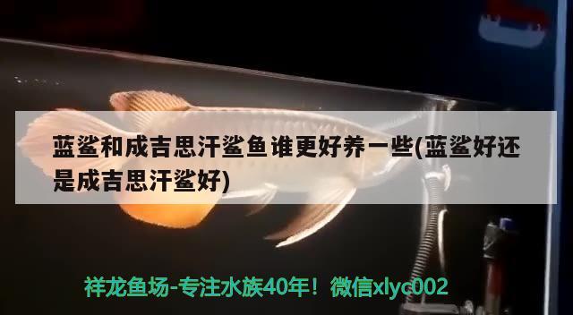 藍鯊和成吉思汗鯊魚誰更好養(yǎng)一些(藍鯊好還是成吉思汗鯊好) 成吉思汗鯊（球鯊）魚