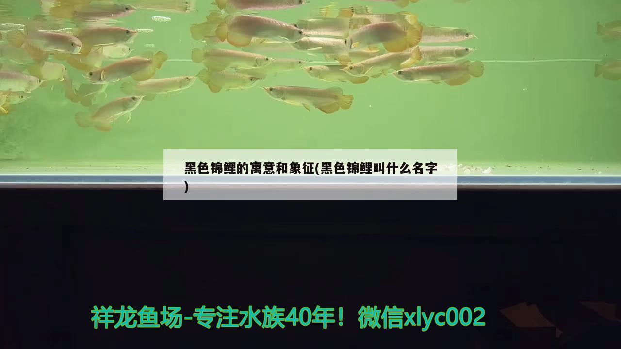 黑色錦鯉的寓意和象征(黑色錦鯉叫什么名字)