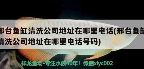 邢臺(tái)魚缸清洗公司地址在哪里電話(邢臺(tái)魚缸清洗公司地址在哪里電話號(hào)碼) 白子紅龍魚