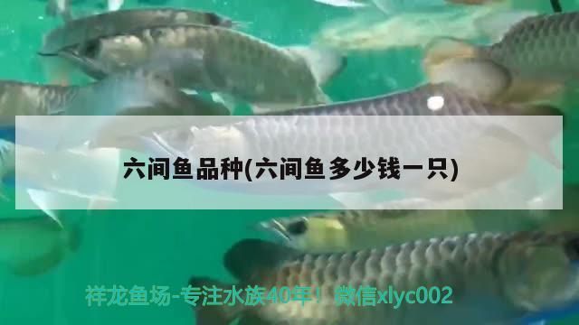 六間魚品種(六間魚多少錢一只) 觀賞魚