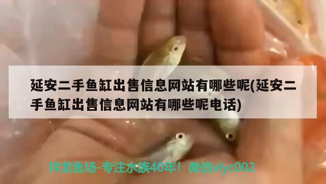 延安二手魚(yú)缸出售信息網(wǎng)站有哪些呢(延安二手魚(yú)缸出售信息網(wǎng)站有哪些呢電話(huà))