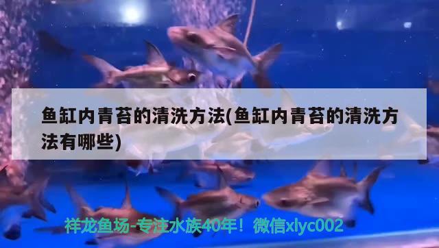 魚缸內(nèi)青苔的清洗方法(魚缸內(nèi)青苔的清洗方法有哪些)