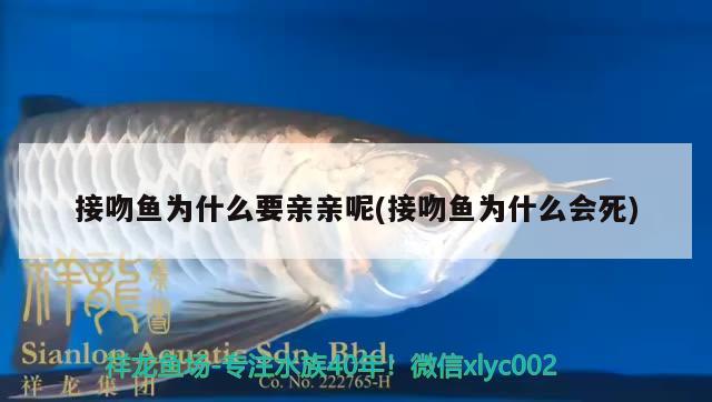 接吻魚為什么要親親呢(接吻魚為什么會死) 觀賞魚