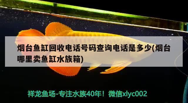 煙臺魚缸回收電話號碼查詢電話是多少(煙臺哪里賣魚缸水族箱)