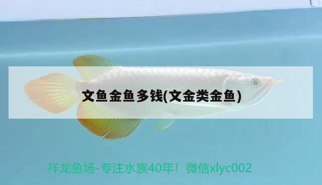 文魚(yú)金魚(yú)多錢(文金類金魚(yú))