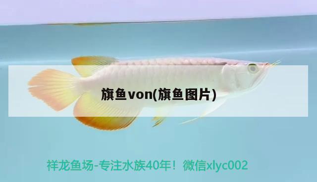 旗魚von(旗魚圖片) 觀賞魚