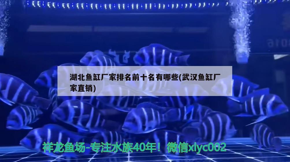 湖北魚缸廠家排名前十名有哪些(武漢魚缸廠家直銷)