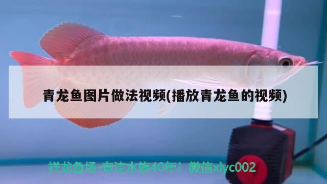 青龍魚圖片做法視頻(播放青龍魚的視頻)