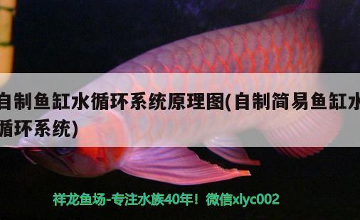 自制魚缸水循環(huán)系統(tǒng)原理圖(自制簡(jiǎn)易魚缸水循環(huán)系統(tǒng)) 廣州水族批發(fā)市場(chǎng)