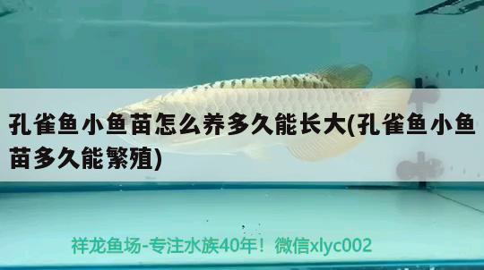 孔雀魚小魚苗怎么養(yǎng)多久能長大(孔雀魚小魚苗多久能繁殖)