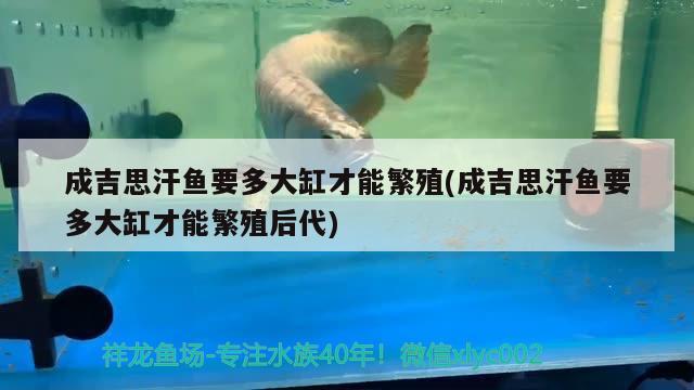 成吉思汗魚要多大缸才能繁殖(成吉思汗魚要多大缸才能繁殖后代) 觀賞魚