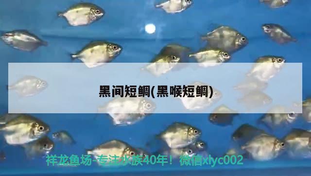 黑間短鯛(黑喉短鯛) 觀賞魚