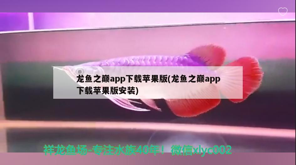 龍魚之巔app下載蘋果版(龍魚之巔app下載蘋果版安裝)