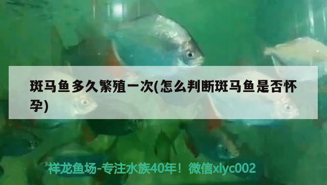 斑馬魚多久繁殖一次(怎么判斷斑馬魚是否懷孕) 觀賞魚