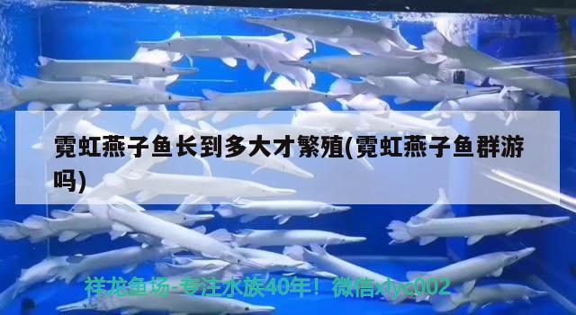 霓虹燕子魚長(zhǎng)到多大才繁殖(霓虹燕子魚群游嗎)