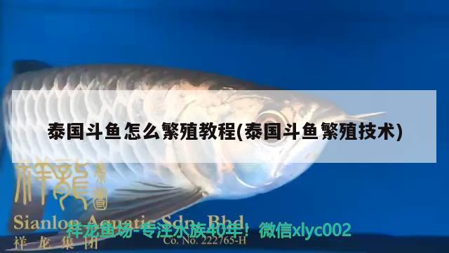 泰國(guó)斗魚怎么繁殖教程(泰國(guó)斗魚繁殖技術(shù)) 泰國(guó)斗魚