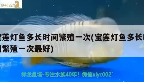 寶蓮燈魚多長時(shí)間繁殖一次(寶蓮燈魚多長時(shí)間繁殖一次最好)