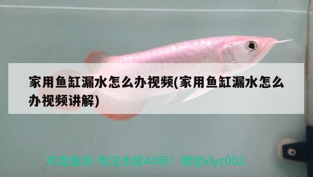 家用魚(yú)缸漏水怎么辦視頻(家用魚(yú)缸漏水怎么辦視頻講解)