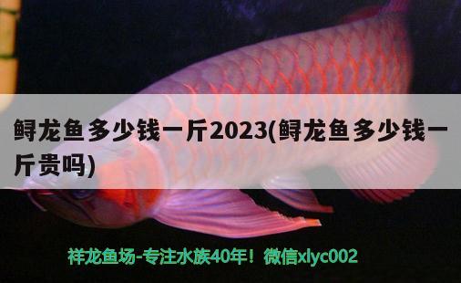 鱘龍魚(yú)多少錢(qián)一斤2023(鱘龍魚(yú)多少錢(qián)一斤貴嗎) 觀(guān)賞魚(yú)