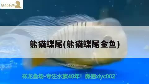 熊貓蝶尾(熊貓蝶尾金魚)