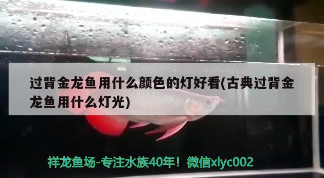 過背金龍魚用什么顏色的燈好看(古典過背金龍魚用什么燈光)