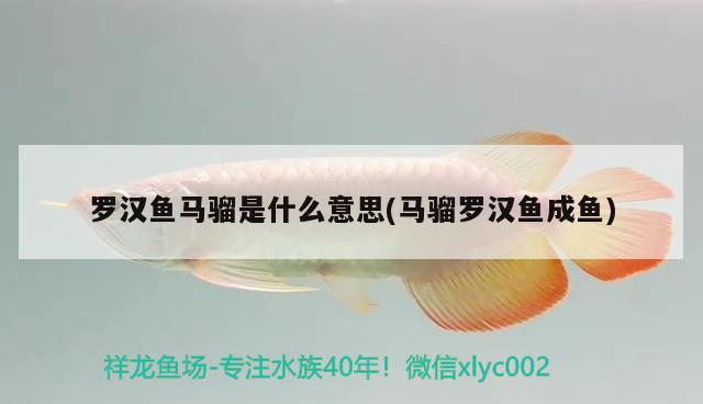 羅漢魚馬騮是什么意思(馬騮羅漢魚成魚) 羅漢魚