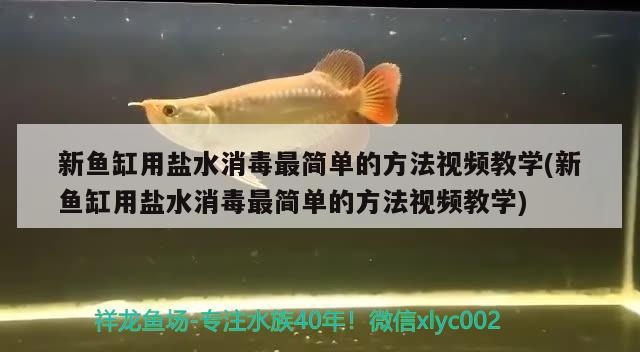 新魚缸用鹽水消毒最簡單的方法視頻教學(xué)(新魚缸用鹽水消毒最簡單的方法視頻教學(xué))