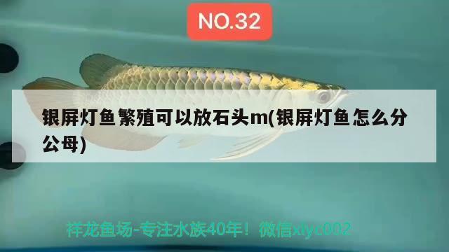 銀屏燈魚繁殖可以放石頭m(銀屏燈魚怎么分公母) 觀賞魚