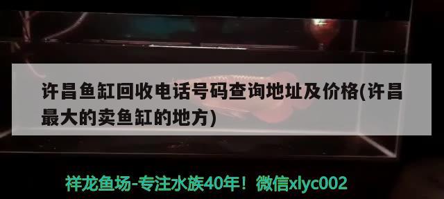 許昌魚缸回收電話號碼查詢地址及價格(許昌最大的賣魚缸的地方) 黑云魚