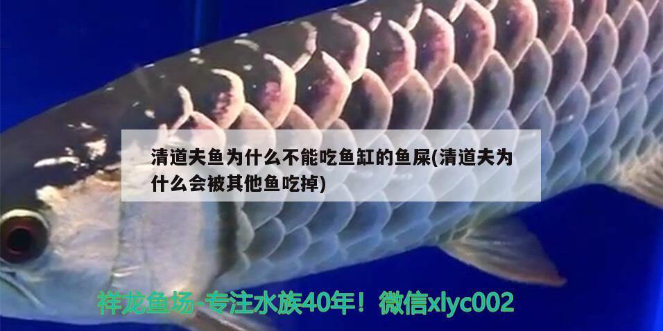 清道夫魚為什么不能吃魚缸的魚屎(清道夫為什么會被其他魚吃掉)