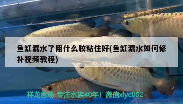 魚缸漏水了用什么膠粘住好(魚缸漏水如何修補(bǔ)視頻教程) iwish愛唯希品牌魚缸