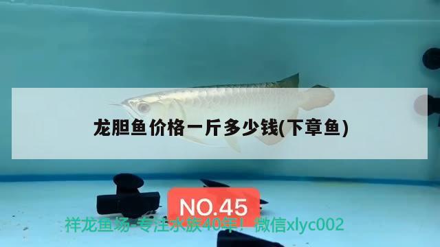 龍膽魚價格一斤多少錢(下章魚) 觀賞魚