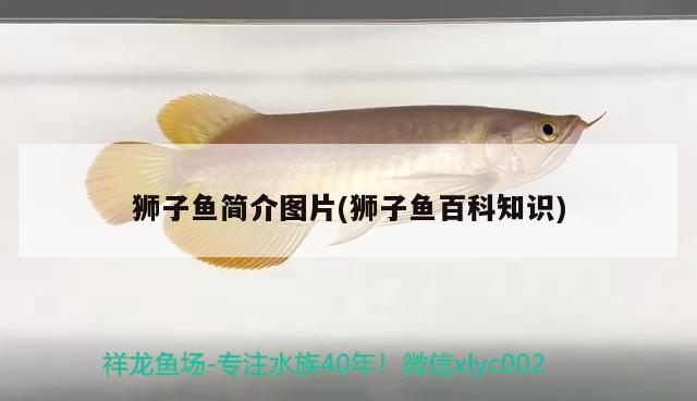 獅子魚簡介圖片(獅子魚百科知識)