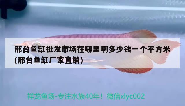 邢臺(tái)魚缸批發(fā)市場(chǎng)在哪里啊多少錢一個(gè)平方米(邢臺(tái)魚缸廠家直銷) 飛鳳魚苗