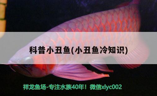 科普小丑魚(小丑魚冷知識(shí)) 海水魚