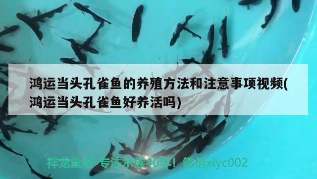 鴻運當頭孔雀魚的養(yǎng)殖方法和注意事項視頻(鴻運當頭孔雀魚好養(yǎng)活嗎)