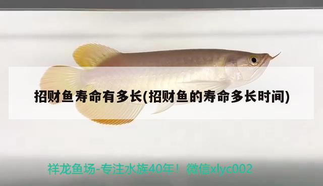 招財魚壽命有多長(招財魚的壽命多長時間) 觀賞魚