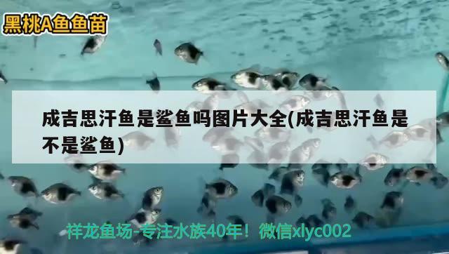 成吉思汗魚是鯊魚嗎圖片大全(成吉思汗魚是不是鯊魚)