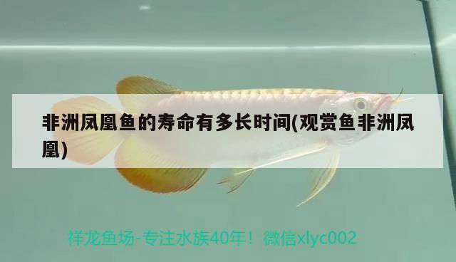 非洲鳳凰魚的壽命有多長時間(觀賞魚非洲鳳凰)