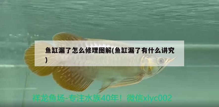 魚缸漏了怎么修理圖解(魚缸漏了有什么講究)