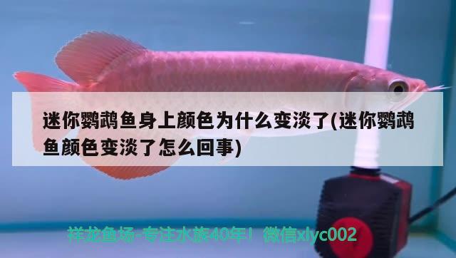 迷你鸚鵡魚身上顏色為什么變淡了(迷你鸚鵡魚顏色變淡了怎么回事)