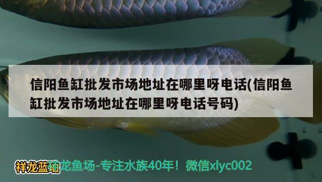 信陽魚缸批發(fā)市場地址在哪里呀電話(信陽魚缸批發(fā)市場地址在哪里呀電話號碼) 虎魚百科