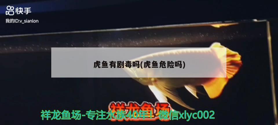 虎魚(yú)有劇毒嗎(虎魚(yú)危險(xiǎn)嗎)