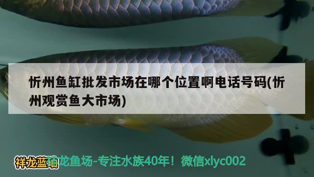 忻州魚缸批發(fā)市場(chǎng)在哪個(gè)位置啊電話號(hào)碼(忻州觀賞魚大市場(chǎng)) 金頭過(guò)背金龍魚